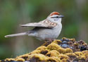 Spizella passerina